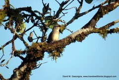 Arremonops conirostris