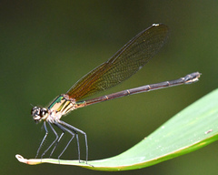 Hetaerina occisa
