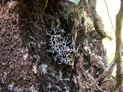 Hypogymnia duplicata