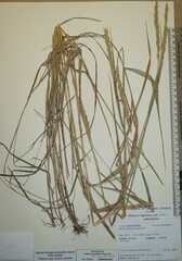 Elymus curvatus