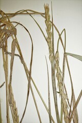 Elymus curvatus