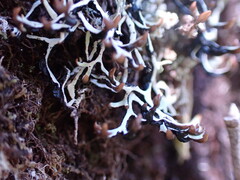 Hypogymnia duplicata