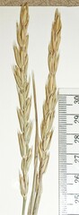 Elymus curvatus