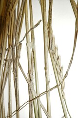 Elymus curvatus