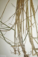 Elymus curvatus