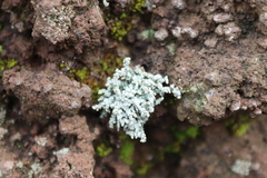 Stereocaulon vesuvianum