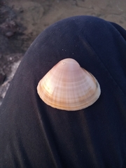 Mactra stultorum