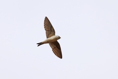 Petrochelidon preussi