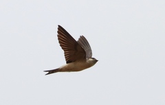 Petrochelidon preussi
