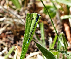 Cyanallagma interruptum