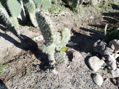 Opuntia jaliscana