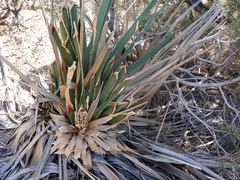 Nolina bigelovii