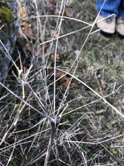 Lomatium nudicaule