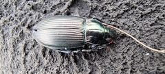 Poecilus cupreus