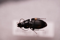 Pterostichus coracinus