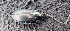 Poecilus cupreus