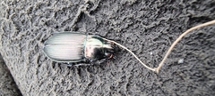 Poecilus cupreus
