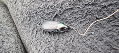 Poecilus cupreus
