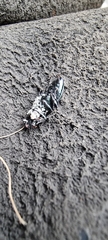 Poecilus cupreus