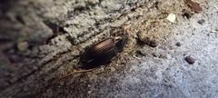 Poecilus cupreus