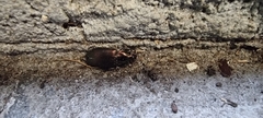 Poecilus cupreus