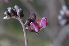 Machaerium isadelphum