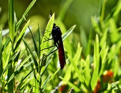 Elaphroptera