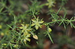Asparagus aphyllus orientalis
