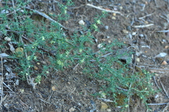 Asparagus aphyllus orientalis