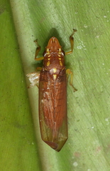 Proconiini