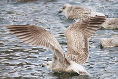 Larus argentatus × hyperboreus