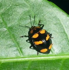 Oligocorynus erythrogonus