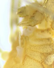 Holoscotolemon querilhaci