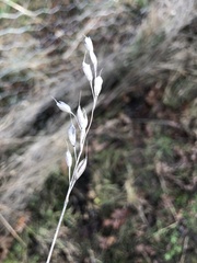 Bromus hordeaceus