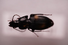Pterostichus coracinus