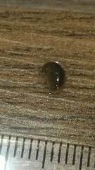 Synurella