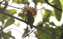 Oriolus brachyrynchus