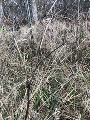 Sanicula crassicaulis