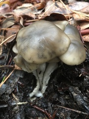 Lyophyllum