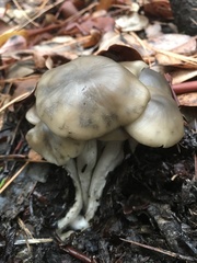 Lyophyllum