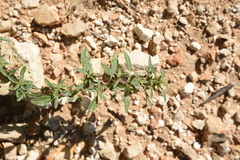 Amaranthus graecizans