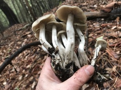 Lyophyllum