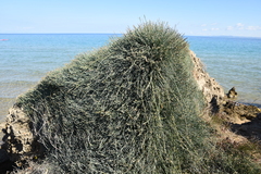 Ephedra foeminea