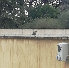 Phoenicurus ochruros