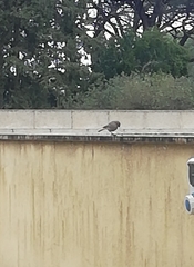 Phoenicurus ochruros