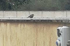 Phoenicurus ochruros