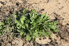 Centaurea seridis sonchifolia