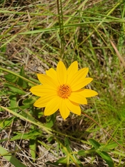 Aspilia montevidensis