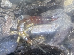 Euborellia annulipes