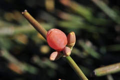 Ephedra foeminea